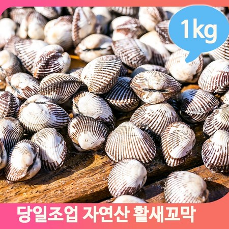 놓치면 후회! 맛있는 자연산 조개 득템 후기🐚